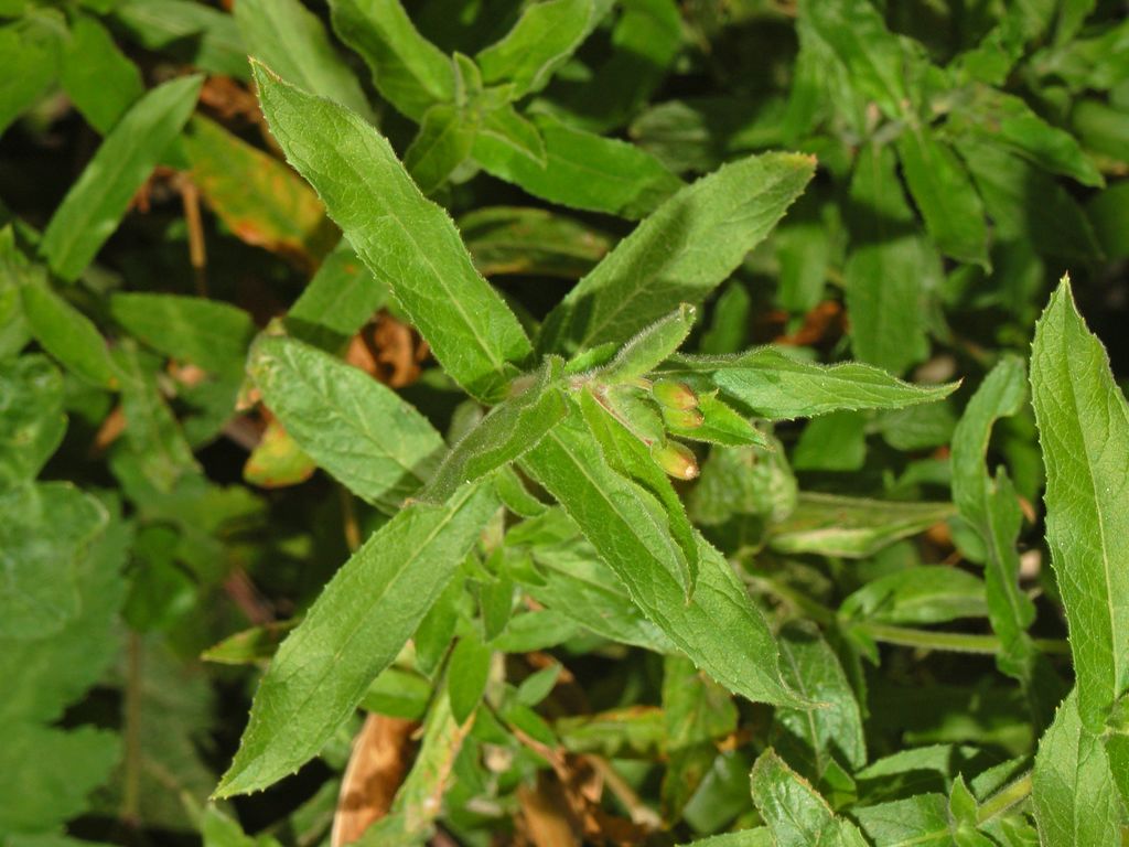 Dei bei fiori rosa - Epilobium hirsutum